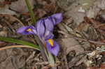 Dwarfe iris